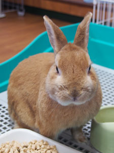 掲示板コーナー 八戸学院第二しののめ幼稚園